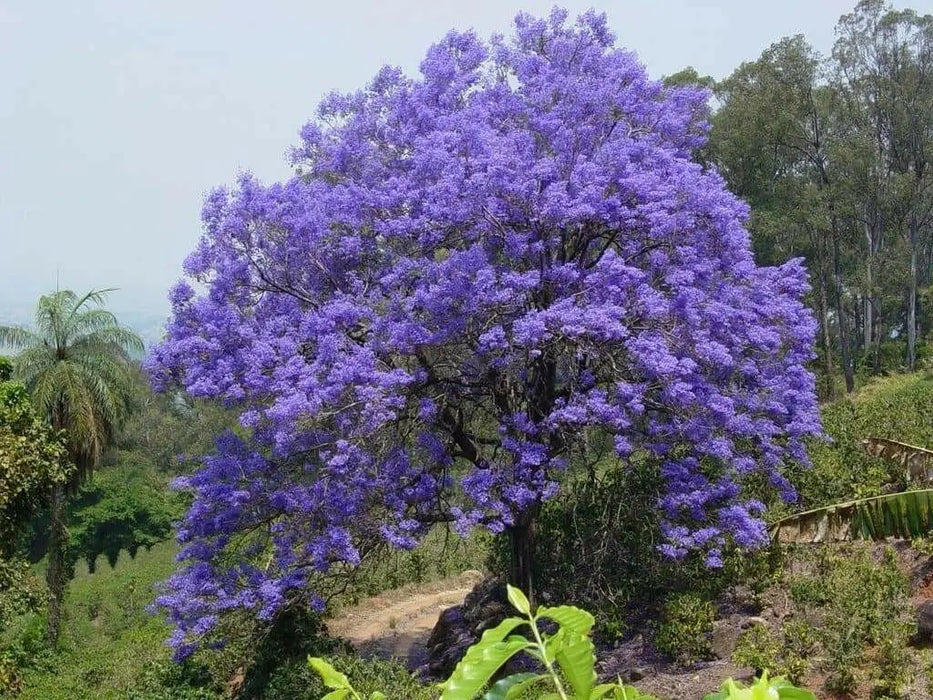 Jacaranda  Seeds, FLOWERING TREE - Caribbean garden seed