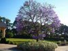Jacaranda  Seeds, FLOWERING TREE - Caribbean garden seed