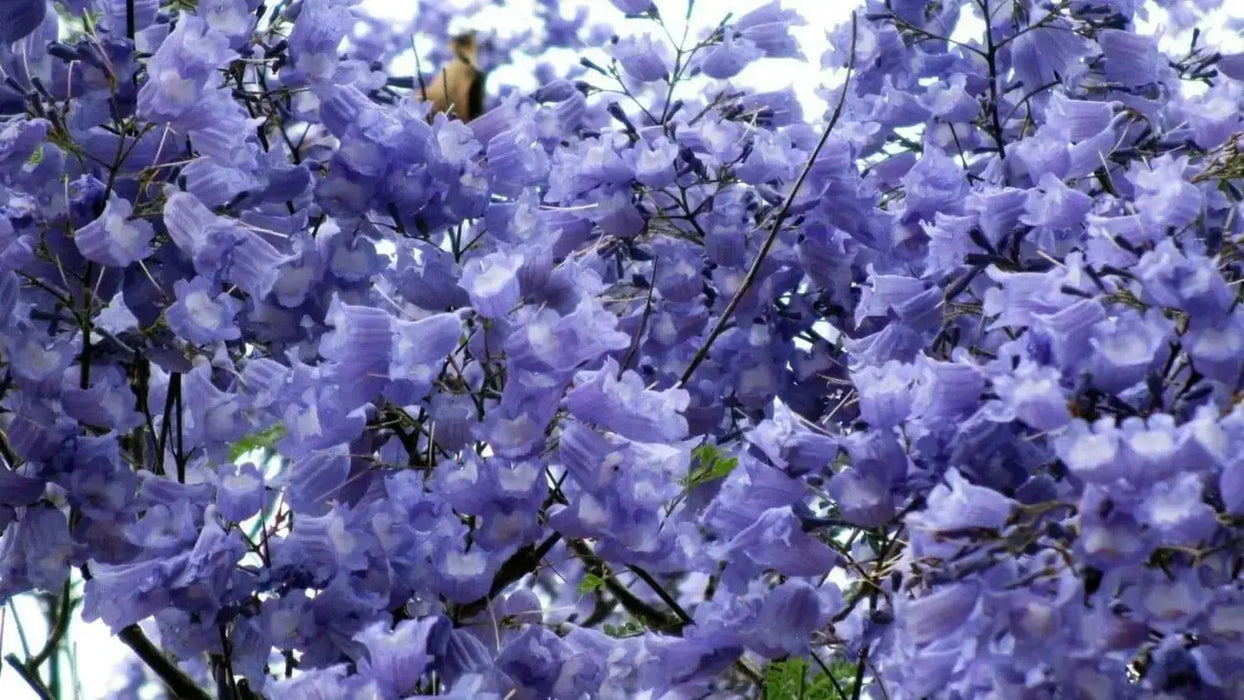 Jacaranda  Seeds, FLOWERING TREE - Caribbean garden seed