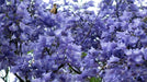 Jacaranda  Seeds, FLOWERING TREE - Caribbean garden seed