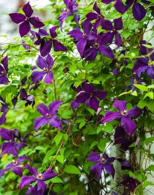 Italian Clematis seeds , PERENNIAL flowerING VINE - Caribbean garden seed