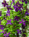 Italian Clematis seeds , PERENNIAL flowerING VINE - Caribbean garden seed