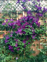 Italian Clematis seeds , PERENNIAL flowerING VINE - Caribbean garden seed