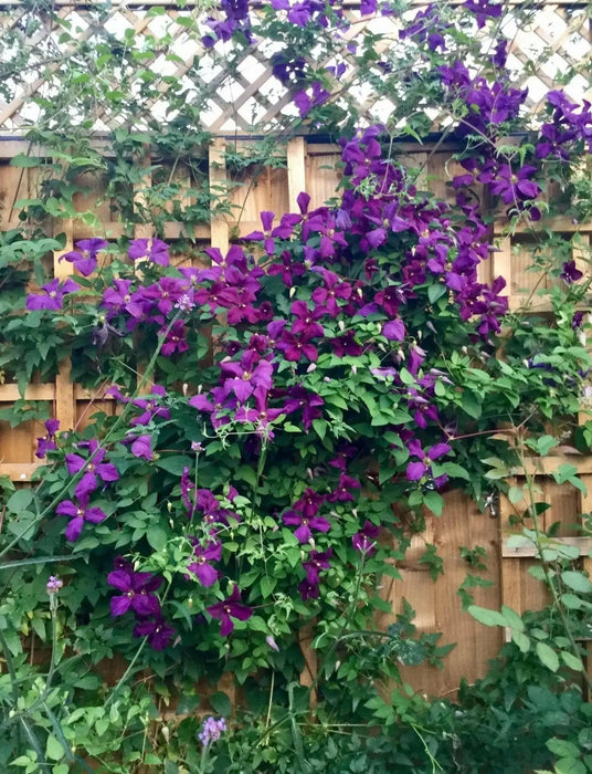 Italian Clematis seeds , PERENNIAL flowerING VINE - Caribbean garden seed