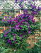 Italian Clematis seeds , PERENNIAL flowerING VINE - Caribbean garden seed