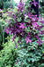 Italian Clematis seeds , PERENNIAL flowerING VINE - Caribbean garden seed