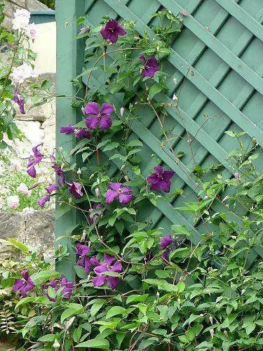 Italian Clematis seeds , PERENNIAL flowerING VINE - Caribbean garden seed