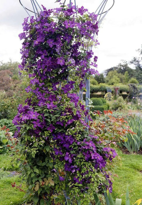 Italian Clematis seeds , PERENNIAL flowerING VINE - Caribbean garden seed