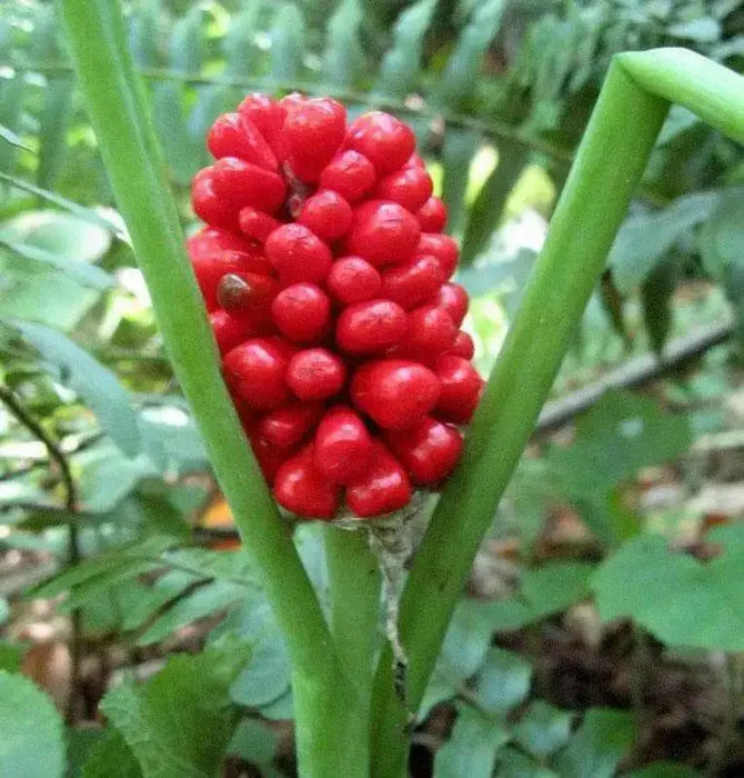 Jack-in-the-Pulpit, flowers seed , shade loving - Caribbean garden seed