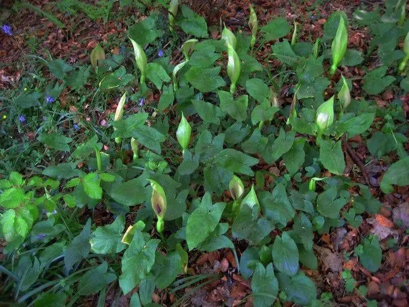 Jack-in-the-Pulpit, flowers seed , shade loving - Caribbean garden seed