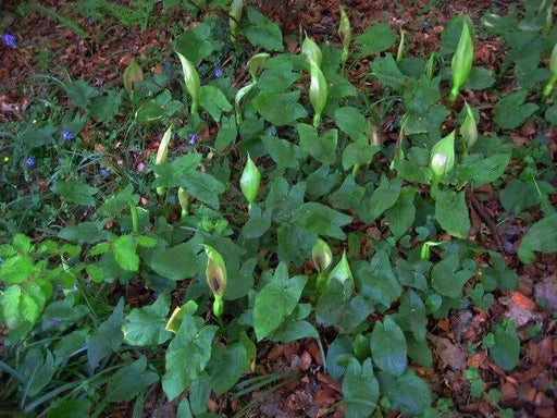 Jack-in-the-Pulpit, flowers seed , shade loving - Caribbean garden seed