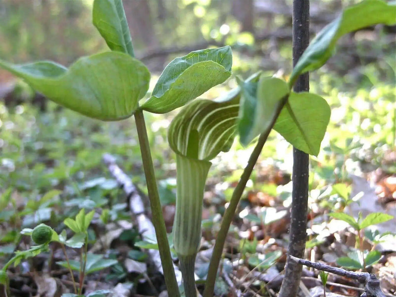 Jack-in-the-Pulpit, flowers seed , shade loving - Caribbean garden seed