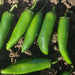 Jalapeno METEOR, Hot Pepper Seeds-Capsicum annuum - Caribbean garden seed