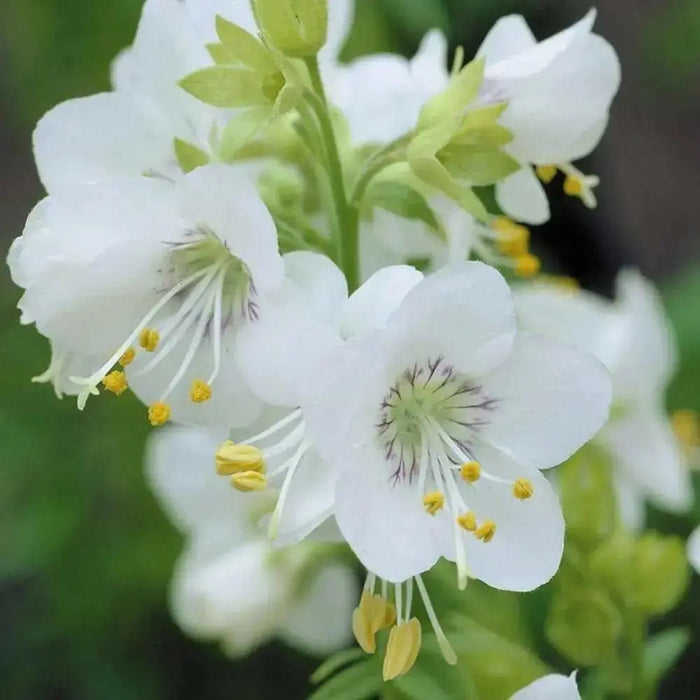 Jacob's ladder  (White Pearl) Flowers Seeds - Caribbean garden seed