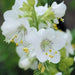 Jacob's ladder  (White Pearl) Flowers Seeds - Caribbean garden seed