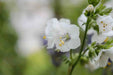 Jacob's ladder  (White Pearl) Flowers Seeds - Caribbean garden seed