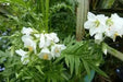 Jacob's ladder  (White Pearl) Flowers Seeds - Caribbean garden seed