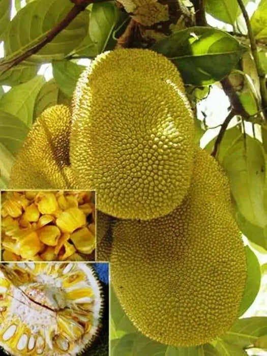 Jackfruit Tree Seed ,Jamaican Caribbean products, Asian favorite ! - Caribbean garden seed