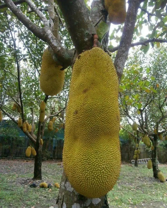 Jackfruit Tree Seed ,Jamaican Caribbean products, Asian favorite ! - Caribbean garden seed