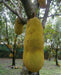 Jackfruit Tree Seed ,Jamaican Caribbean products, Asian favorite ! - Caribbean garden seed