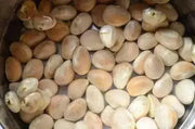 Jackfruit Tree Seed ,Jamaican Caribbean products, Asian favorite ! - Caribbean garden seed