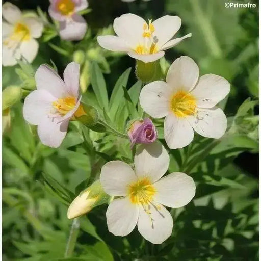 Jacob's Ladder Apricot Delight ( Polemonium Carneum ) Perennial flowers - Caribbean garden seed