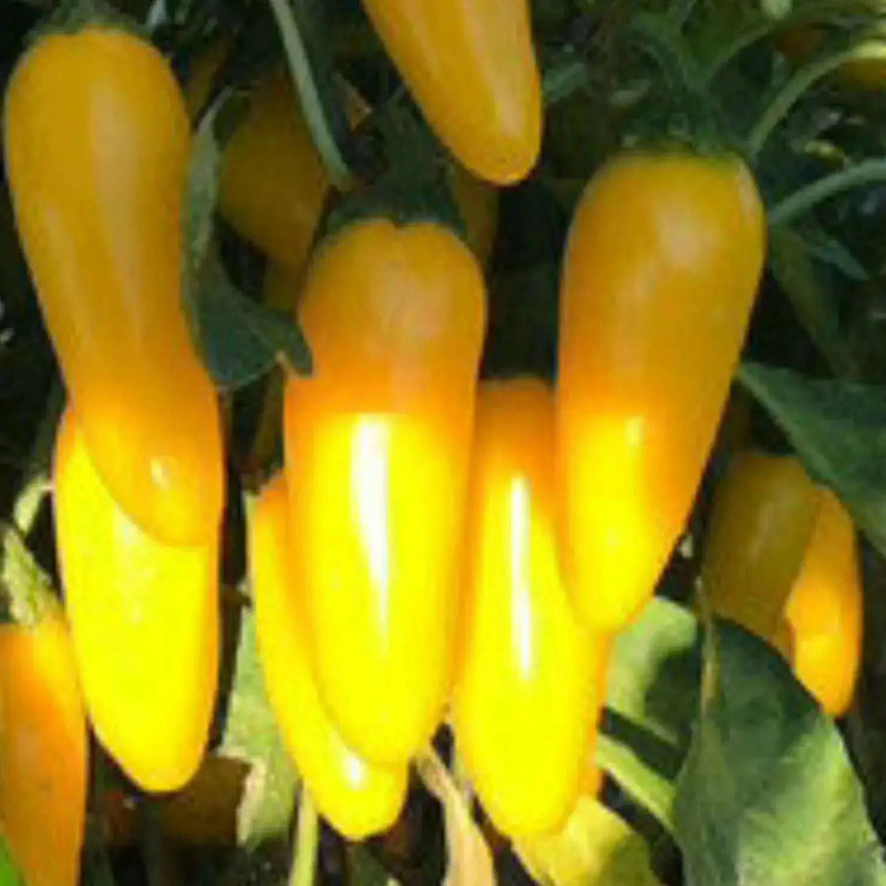 Jalapeno. YELLOW ,Pepper Seed, Capsicum annuum, MILD - Caribbean garden seed