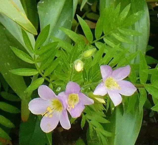 Jacob's Ladder Apricot Delight ( Polemonium Carneum ) Perennial flowers - Caribbean garden seed