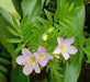 Jacob's Ladder Apricot Delight ( Polemonium Carneum ) Perennial flowers - Caribbean garden seed