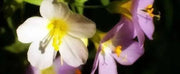 Jacob's Ladder Apricot Delight ( Polemonium Carneum ) Perennial flowers - Caribbean garden seed
