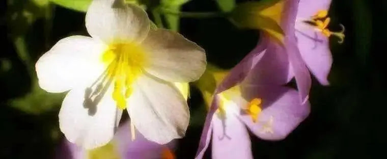 Jacob's Ladder Apricot Delight ( Polemonium Carneum ) Perennial flowers - Caribbean garden seed