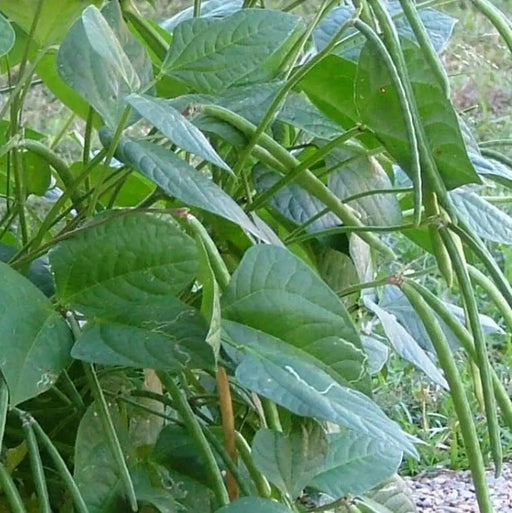 Iron and Clay Cowpea ,Southern Pea, Field Peas - Caribbean garden seed