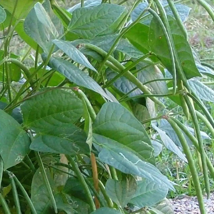 Iron and Clay Cowpea ,Southern Pea, Field Peas - Caribbean garden seed