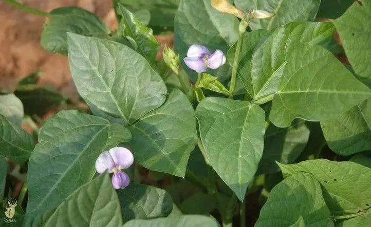 Iron and Clay Cowpea ,Southern Pea, Field Peas - Caribbean garden seed
