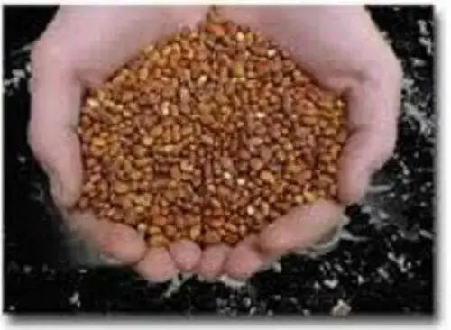 Iron and Clay Cowpea ,Southern Pea, Field Peas - Caribbean garden seed