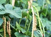 Iron and Clay Cowpea ,Southern Pea, Field Peas - Caribbean garden seed