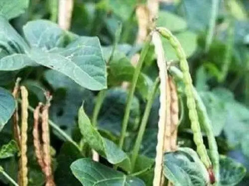 Iron and Clay Cowpea ,Southern Pea, Field Peas - Caribbean garden seed