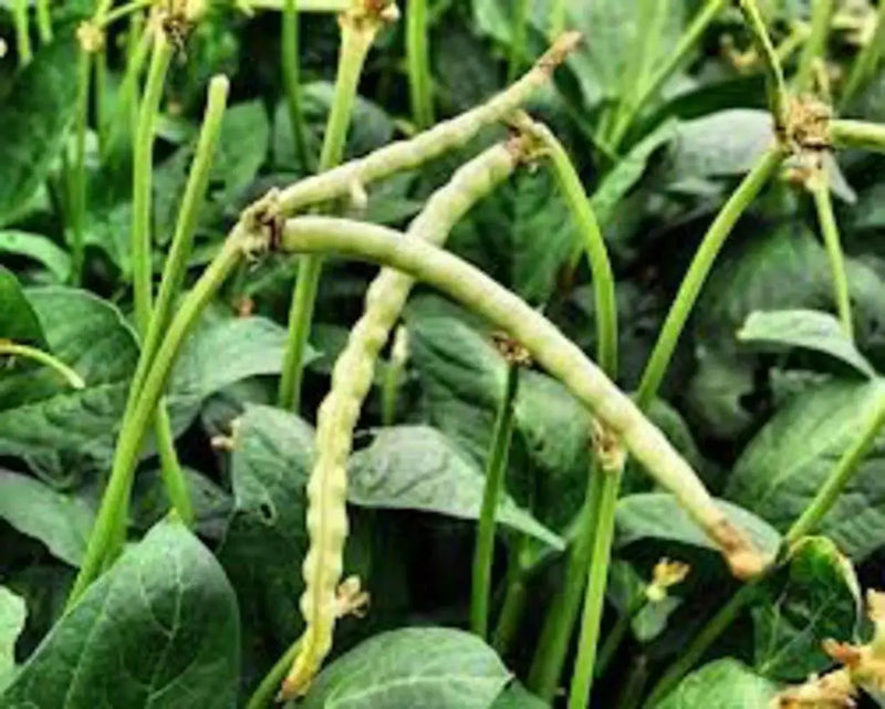 Iron and Clay Cowpea ,Southern Pea, Field Peas - Caribbean garden seed