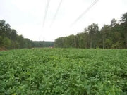 Iron and Clay Cowpea ,Southern Pea, Field Peas - Caribbean garden seed