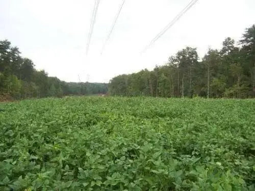 Iron and Clay Cowpea ,Southern Pea, Field Peas - Caribbean garden seed