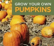 Jack O Lantern Pumpkin (Winter Squash Seeds)  Halloween Pumpkin. - Caribbean garden seed