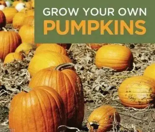 Jack O Lantern Pumpkin (Winter Squash Seeds)  Halloween Pumpkin. - Caribbean garden seed