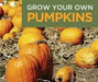 Jack O Lantern Pumpkin (Winter Squash Seeds)  Halloween Pumpkin. - Caribbean garden seed