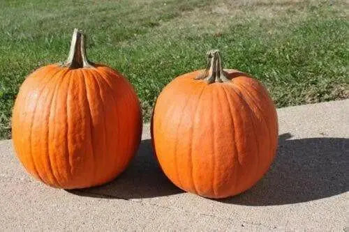 Jack O Lantern Pumpkin (Winter Squash Seeds)  Halloween Pumpkin. - Caribbean garden seed