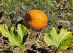 Jack O Lantern Pumpkin (Winter Squash Seeds)  Halloween Pumpkin. - Caribbean garden seed