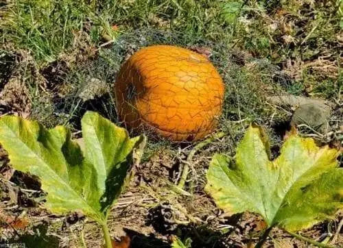 Jack O Lantern Pumpkin (Winter Squash Seeds)  Halloween Pumpkin. - Caribbean garden seed