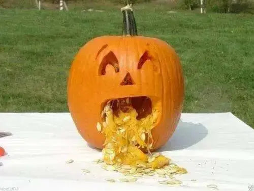 Jack O Lantern Pumpkin (Winter Squash Seeds)  Halloween Pumpkin. - Caribbean garden seed