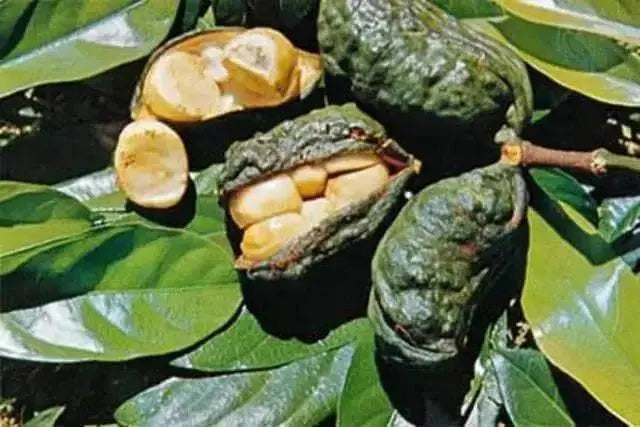 JAMAICAN BISSY (COLA NUT) Grated - Caribbean garden seed