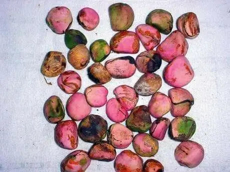 JAMAICAN BISSY (COLA NUT) Grated - Caribbean garden seed