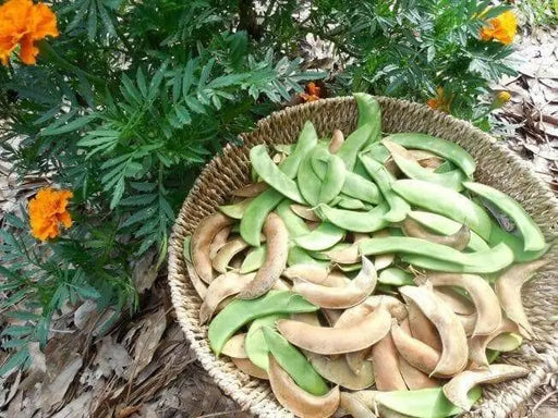 Jackson Wonder - Bush Lima Beans, Heirloom Non Gmo - Caribbean garden seed